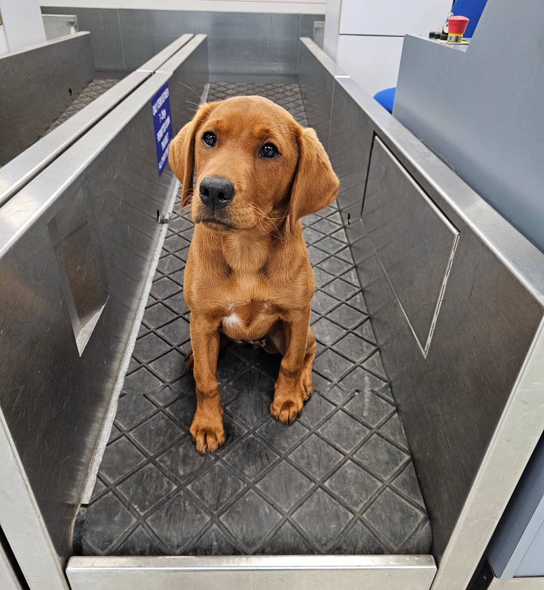 PSOSDogs's tweet photo. Cute puppy update. Remember #PDWillow our Victim Recovery Dog in training? Well she's been busy getting socialised in &amp; around the Highlands. It's so important to socialise any pup so she's visited the airport &amp; numerous farms recently. She's getting a Grade A for performance.🌟 https://t.co/HYxBlbPejs