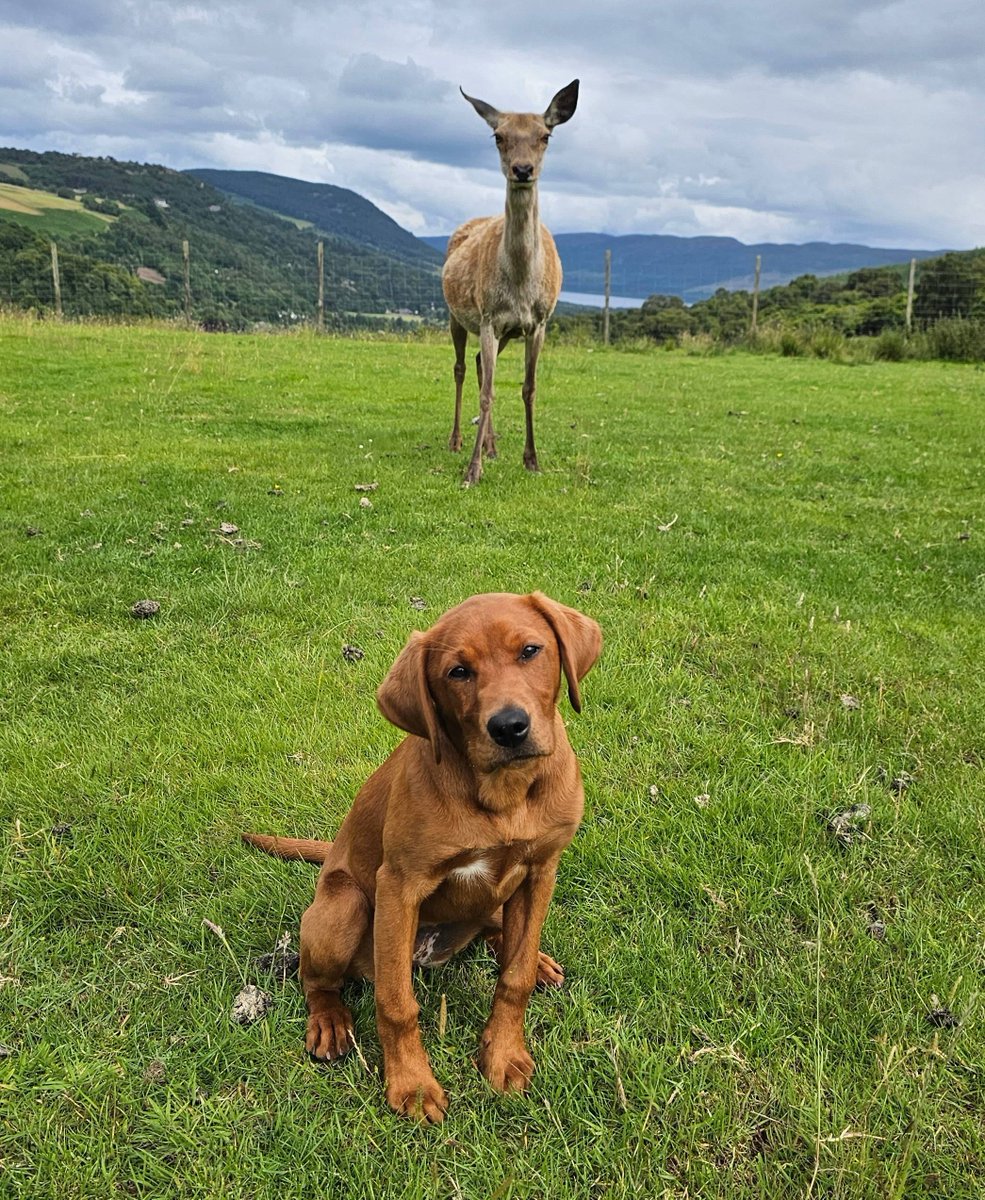PSOSDogs's tweet photo. Cute puppy update. Remember #PDWillow our Victim Recovery Dog in training? Well she's been busy getting socialised in &amp; around the Highlands. It's so important to socialise any pup so she's visited the airport &amp; numerous farms recently. She's getting a Grade A for performance.🌟 https://t.co/HYxBlbPejs