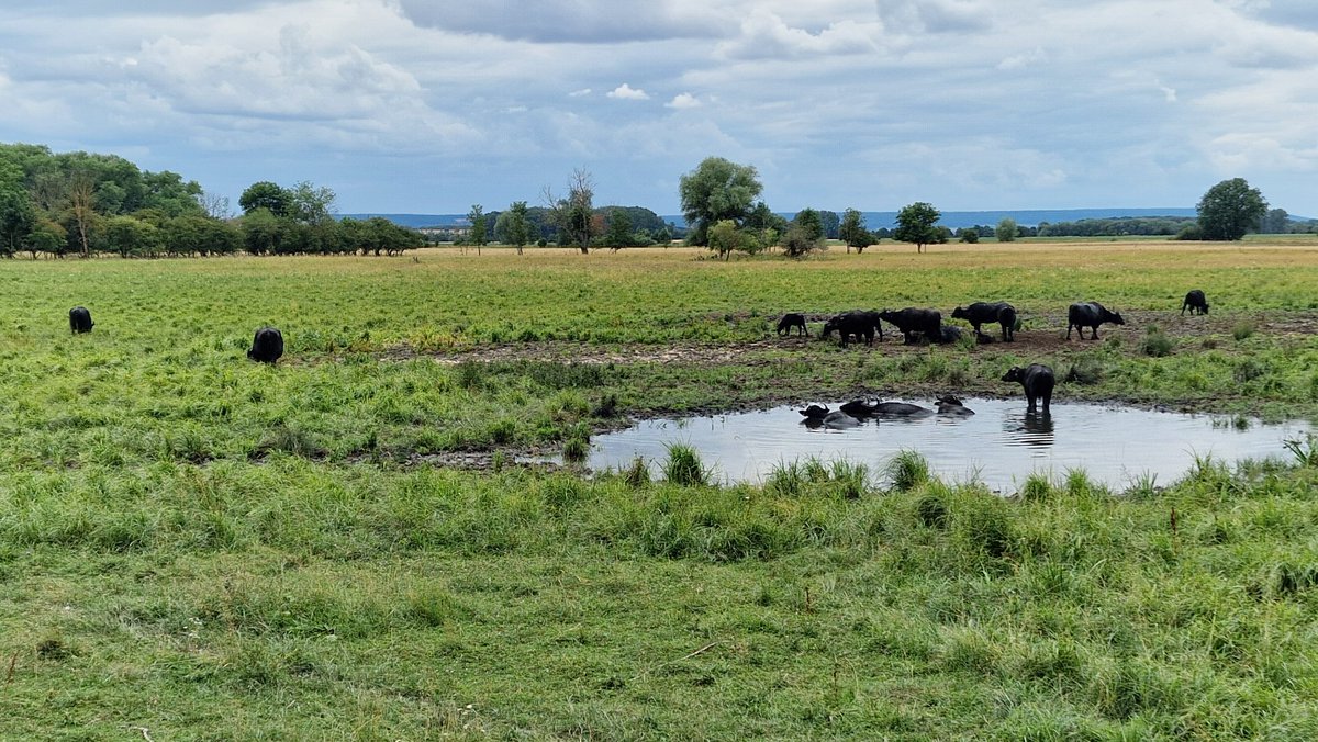 Idylle auf der Wilden Weide im Alperstedter Ried. Flügge Kiebitze, Flussregenpfeifer, 9 Singvogelarten einschl. Braun- und Schwarzkehlchen 100e von Schwalben. Das ist zeitgemäßer Natur- und Umweltschutz.