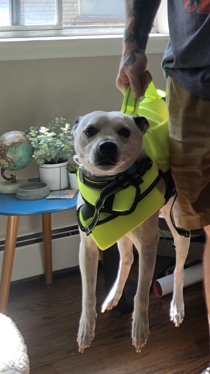 ashleyraybarker's tweet photo. Doug from Chicago is ready for his first safe summer at the beach 😎 https://t.co/t8iiEXwP3x
