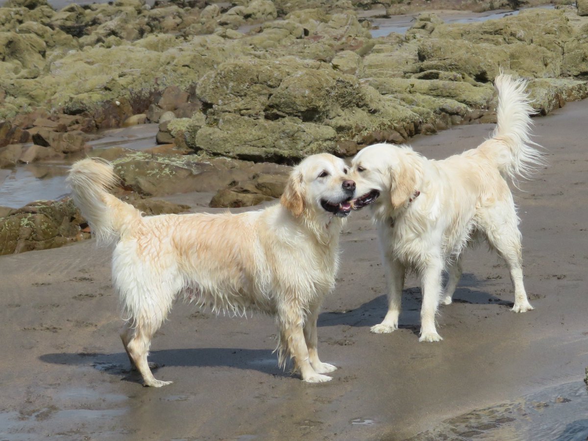 CornDollyXx56's tweet photo. In celebration of Poppy Loves Devon's 1st birthday, here's the second in a series of ten posts featuring a different reason why Poppy loves Devon so much.

POPPY: no. 2 - Making friends/furriends on Widemouth Bay ⛱️🐾

#PoppyLovesDevon #ChildrensBook #Dogs https://t.co/vmt9DovfJn