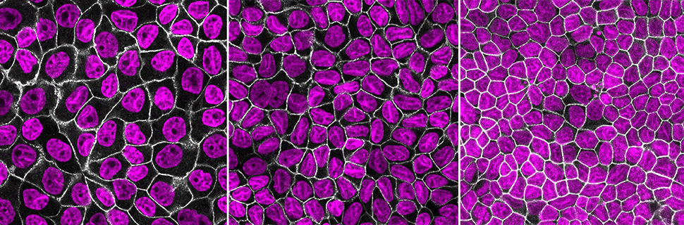 Work led by grad student John Devany on how physical constraints within epithelial tissue regulate cell size is now out in Dev Cell! cell.com/developmental-…