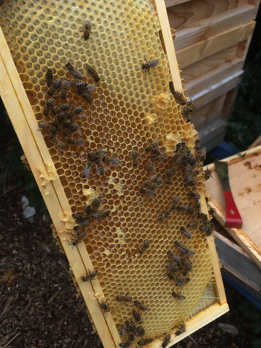 Try to inspect today. Enough stores but bees are aggressive due to cold and rain. Will do full inspection another time!