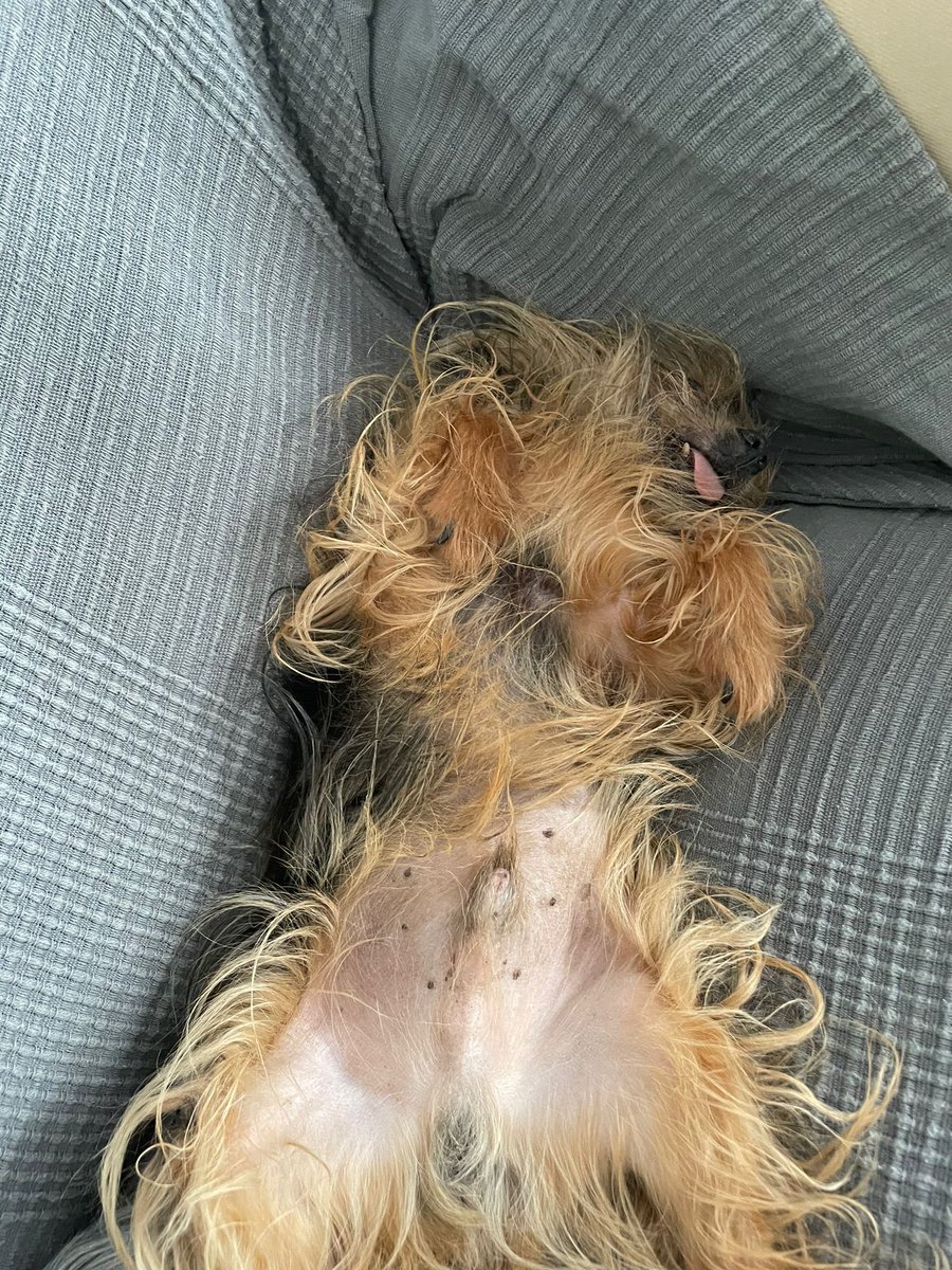 monicabike's tweet photo. @DiloConPerritos Se llma Tron y asi se pasa el dia 😂 https://t.co/6AXsmkZpvx