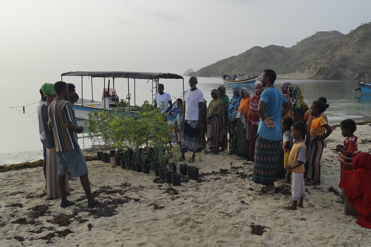 Coastal Community in #Mangrove Plantation.