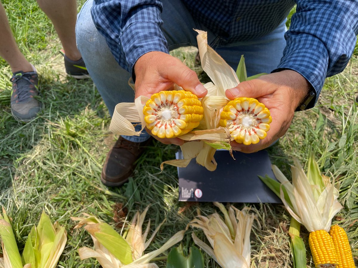 uniumbioscience's tweet photo. Great in depth review from Tim Eyrich @HELMAgroUS on the benefits of Unium technologies in corn 🌽 production .......would you like to know more please contact @HELMAgroUS or join the Unium technical group where we will share the data https://t.co/gmbmJ9Y3d8 #biostimulant https://t.co/sG1tmcwvq9