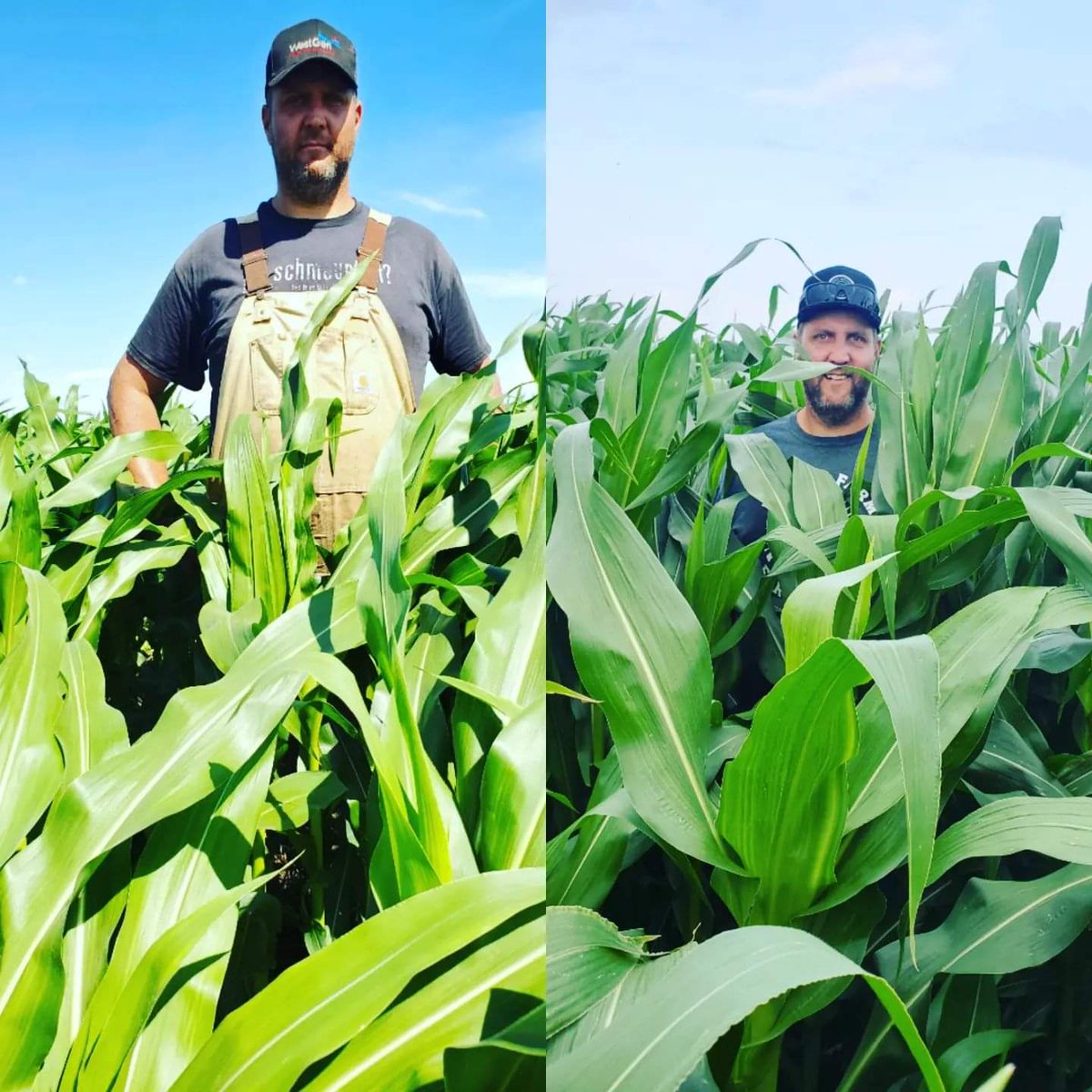 MbRichlanefarms's tweet photo. What a difference a year can make. Same field, same day, just different growing conditions. Very excited to see how this Horizon corn yields this year compared to last year.
#horizonseedscanada
#silagespecific
#silagecorn
#canadianag
#canadiandairy
#canadianbeef https://t.co/sgsdg0paAH