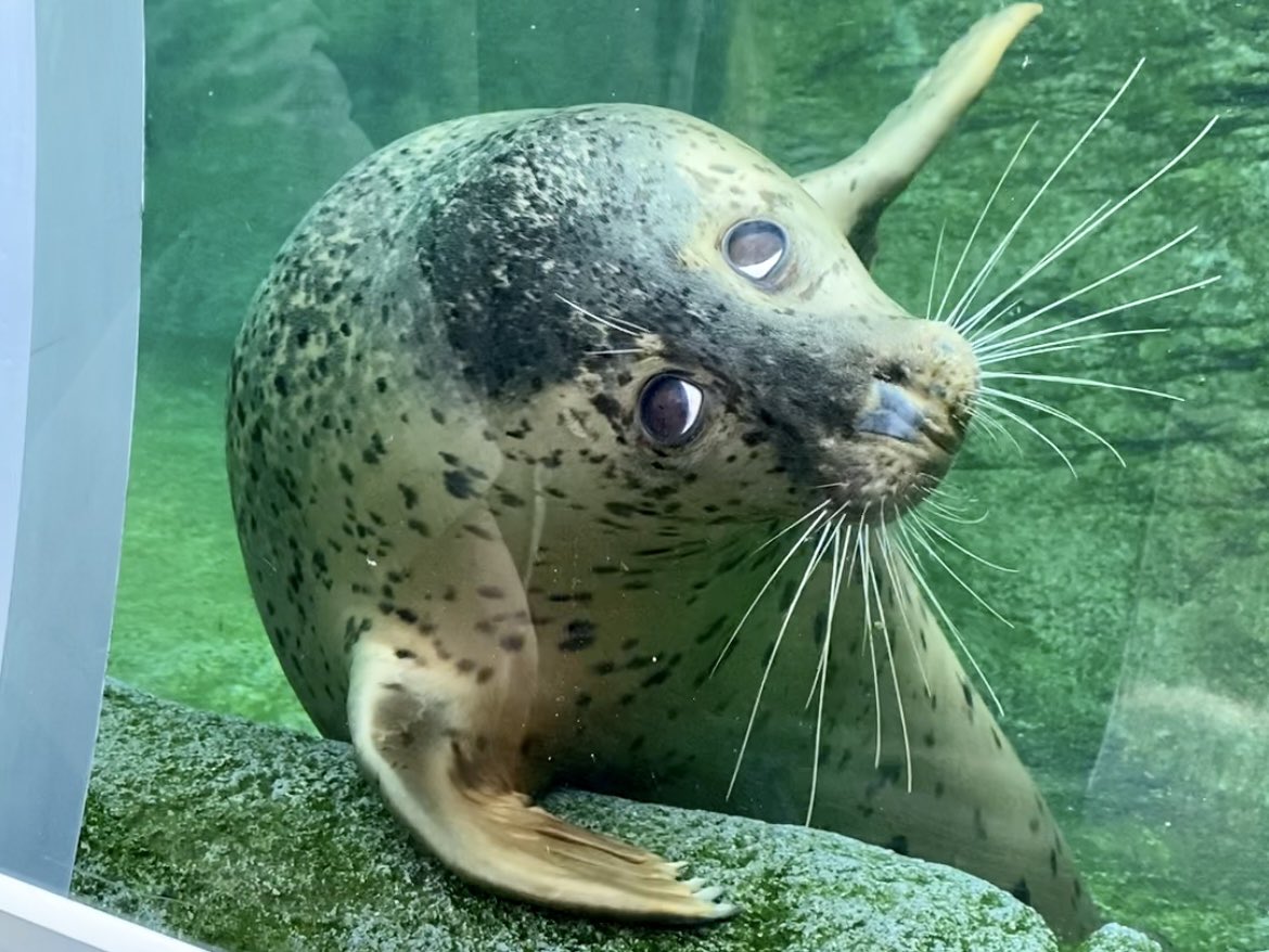 GacchiRika's tweet photo. アザラシ…なのか…❓
👀👀👀

#円山動物園 https://t.co/UWu6aB8CNm