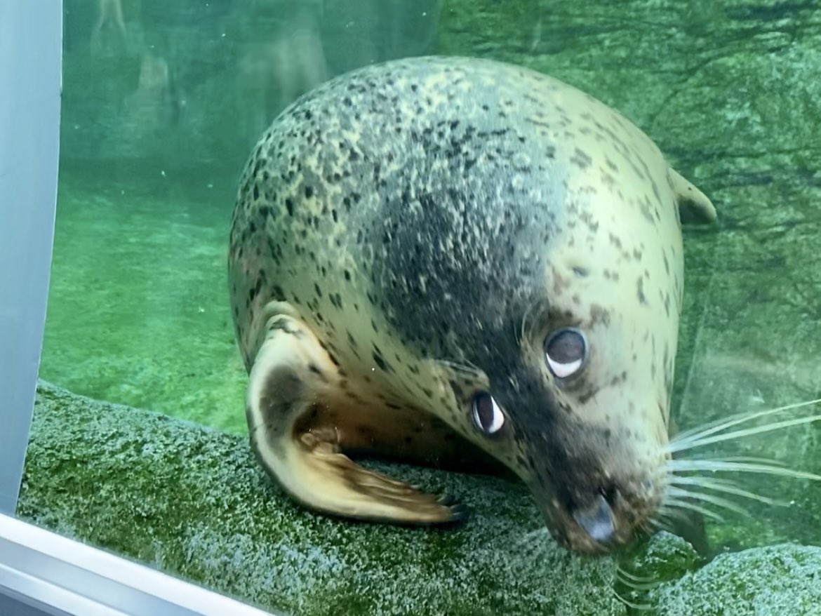 GacchiRika's tweet photo. アザラシ…なのか…❓
👀👀👀

#円山動物園 https://t.co/UWu6aB8CNm
