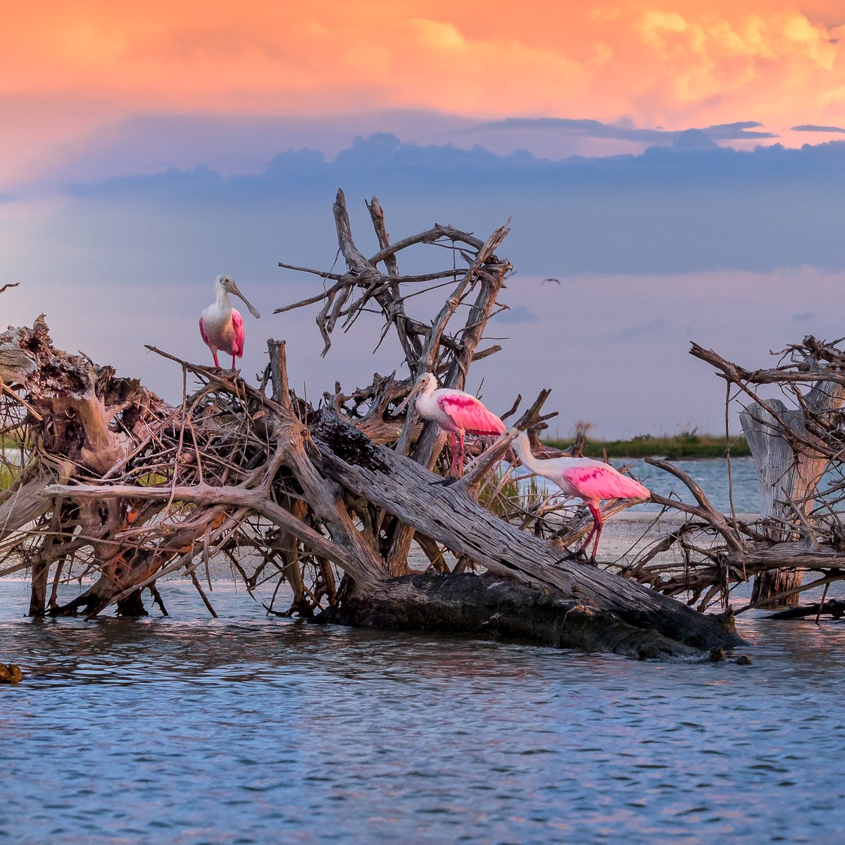 FLStateParks's tweet photo. Visit a barrier island state park this summer! π΄
π Anclote Key Preserve State Park is a great choice to enjoy pristine beaches + swimming, kayaking and more!
π·IG: starrynight3012
π: https://t.co/vnpdwHzQJV
#FLStateParks #AncloteKey #TheRealFlorida #LoveFL https://t.co/SMPt0B8zO0
