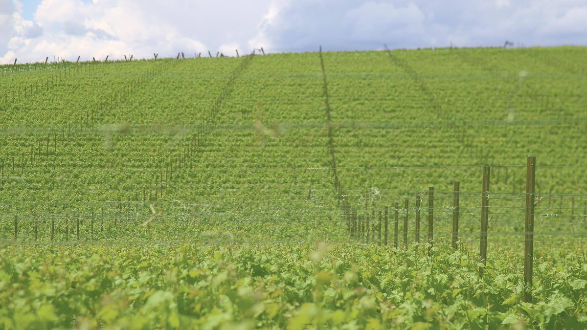Esri startup @pollen_systems helped Shaw Vineyards with a GIS- and imagery-informed approach to irrigation for managing the effects of highly variable temperatures. ow.ly/tCy050P8sLJ #EsriPartner