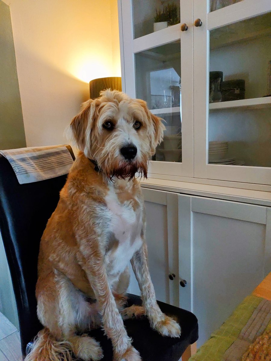 Emma_Lou_Who_'s tweet photo. Ill have the chicken with a side of head rubs if you please https://t.co/B326rhbQRQ