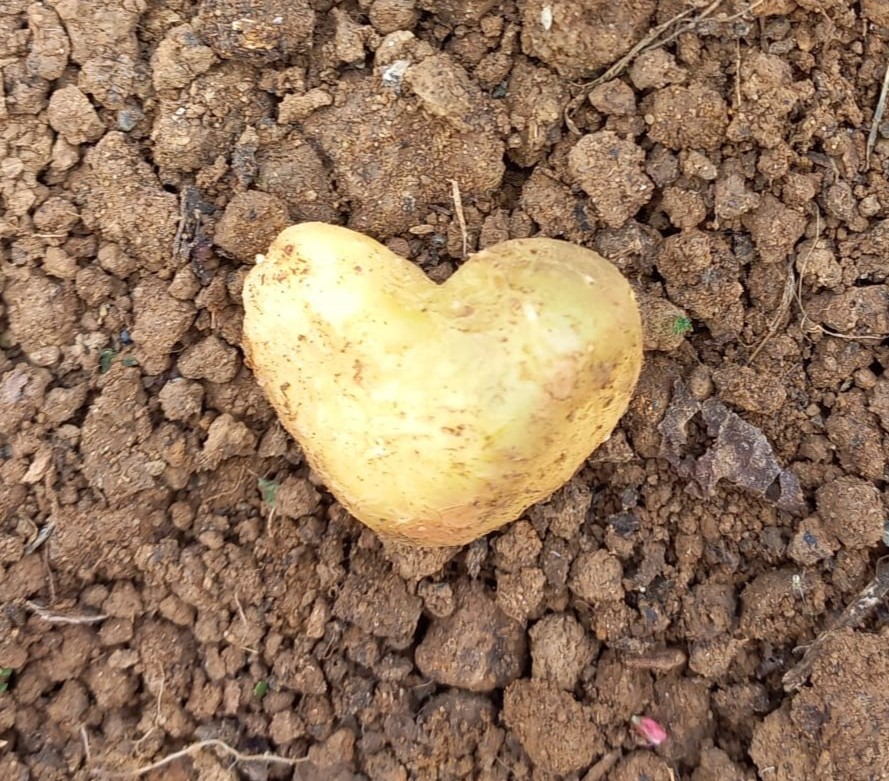 For the love of wonky veg! 😆 Grown by The Wonky Veg Club here at Roves Farm ❤

Pick up your fresh spuds, cucumbers and Little Gem lettuce at the Farm Shop.

#wonkyveg #wonkyvegclub #loveveg #funnyshapedveg #heartshapedveg #rovesfarmshop #farmshop #butchery