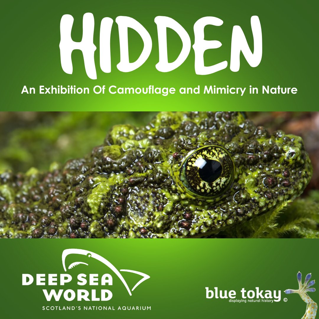 "HIDDEN" is now on <a href="/DeepSeaWorld/">Deep Sea World</a> get along and check it out! #fife #whatsonfife #exhibition #aquarium #familyfun <a href="/VisitScotland/">VisitScotland</a> <a href="/WhatsOnFife/">What's On Fife</a> #FridayVibes