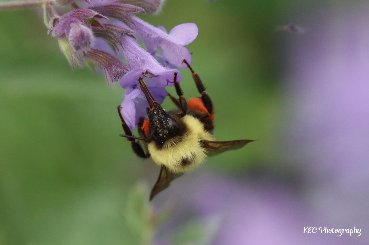 kecolwell's tweet photo. Just hanging out

#KECPhotos #nofilters #bumblebee #bumblebees #bees #insects #flowers #nature #beephotography #insectphotography #pollinators #CarletonCounty https://t.co/UzaGf9fhSJ