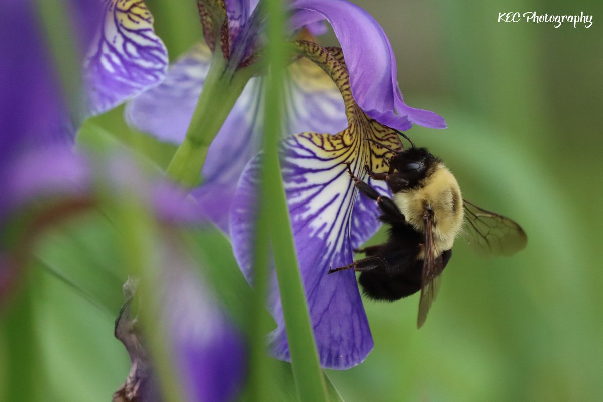 kecolwell's tweet photo. Just hanging out

#KECPhotos #nofilters #bumblebee #bumblebees #bees #insects #flowers #nature #beephotography #insectphotography #pollinators #CarletonCounty https://t.co/UzaGf9fhSJ