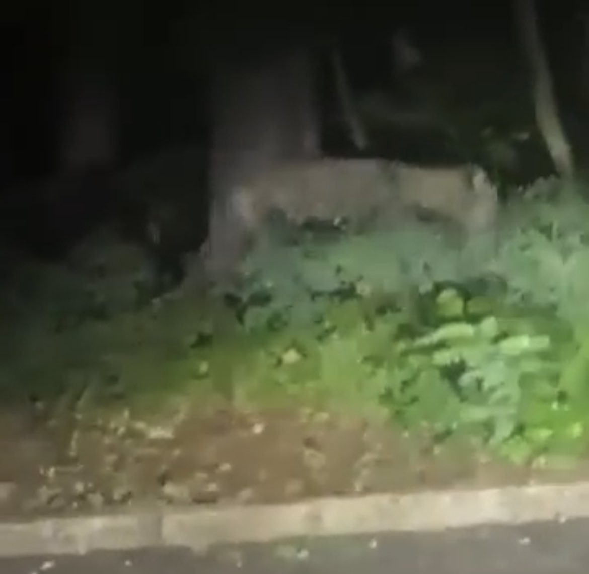 Was hat sich das Wildschwein machen lassen. Ein Thread (1/23).