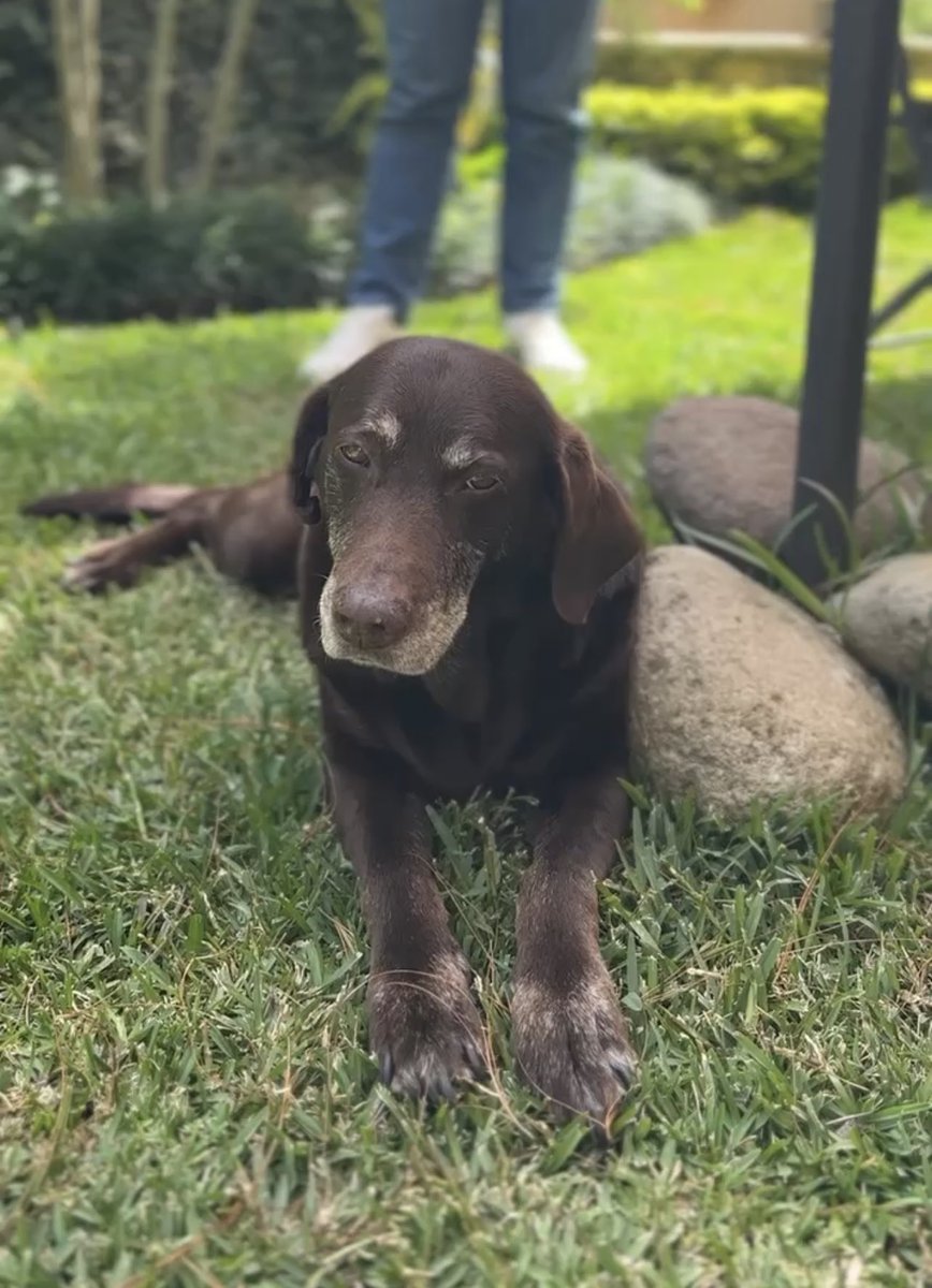SandraTorresGUA's tweet photo. 🐾 ¡Hoy celebramos el #DíaMundialDelPerro en Guatemala! Y les quiero presentar a mi hermosa Emma💚 🇬🇹💕 Nuestros peludos merecen amor y protección. ¡Unidos lograremos un futuro mejor! 🐶🏡 #AmorAnimal #FuerzaYCompasión 🇬🇹💪 https://t.co/pBzG704UYP
