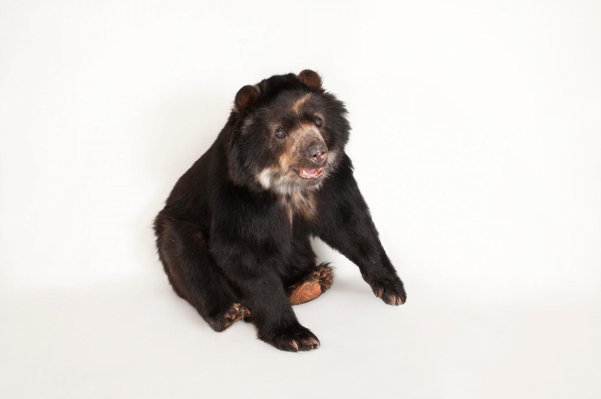 Meet Boo, a spectacled bear. This species got its name because of the
rings of light fur around the eyes, which look like a pair of glasses. Very little is known about these bears, but we do know that habitat loss is driving them out into the open, leading to run-ins with humans.