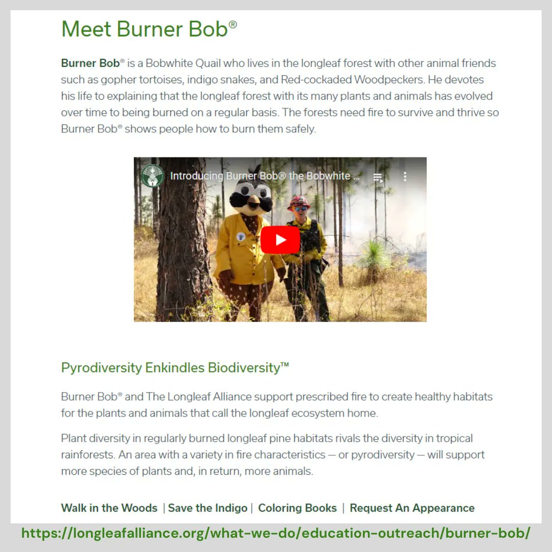 Golden Triangle RC&D (@gtriangle_rcd) on Twitter photo Happy #FireFriday! Have you heard of #BurnerBob? He is a Bobwhite Quail that lives in the Longleaf Pine ecosystem. Check out this page (buff.ly/3NGZ0i0) to learn more about Burner Bob and explore the great resources from <a href="/TLA_Longleaf/">The Longleaf Alliance</a> ! Happy #FireFriday! Have you heard of #BurnerBob? He is a Bobwhite Quail that lives in the Longleaf Pine ecosystem. Check out this page (buff.ly/3NGZ0i0) to learn more about Burner Bob and explore the great resources from <a href="/TLA_Longleaf/">The Longleaf Alliance</a> !