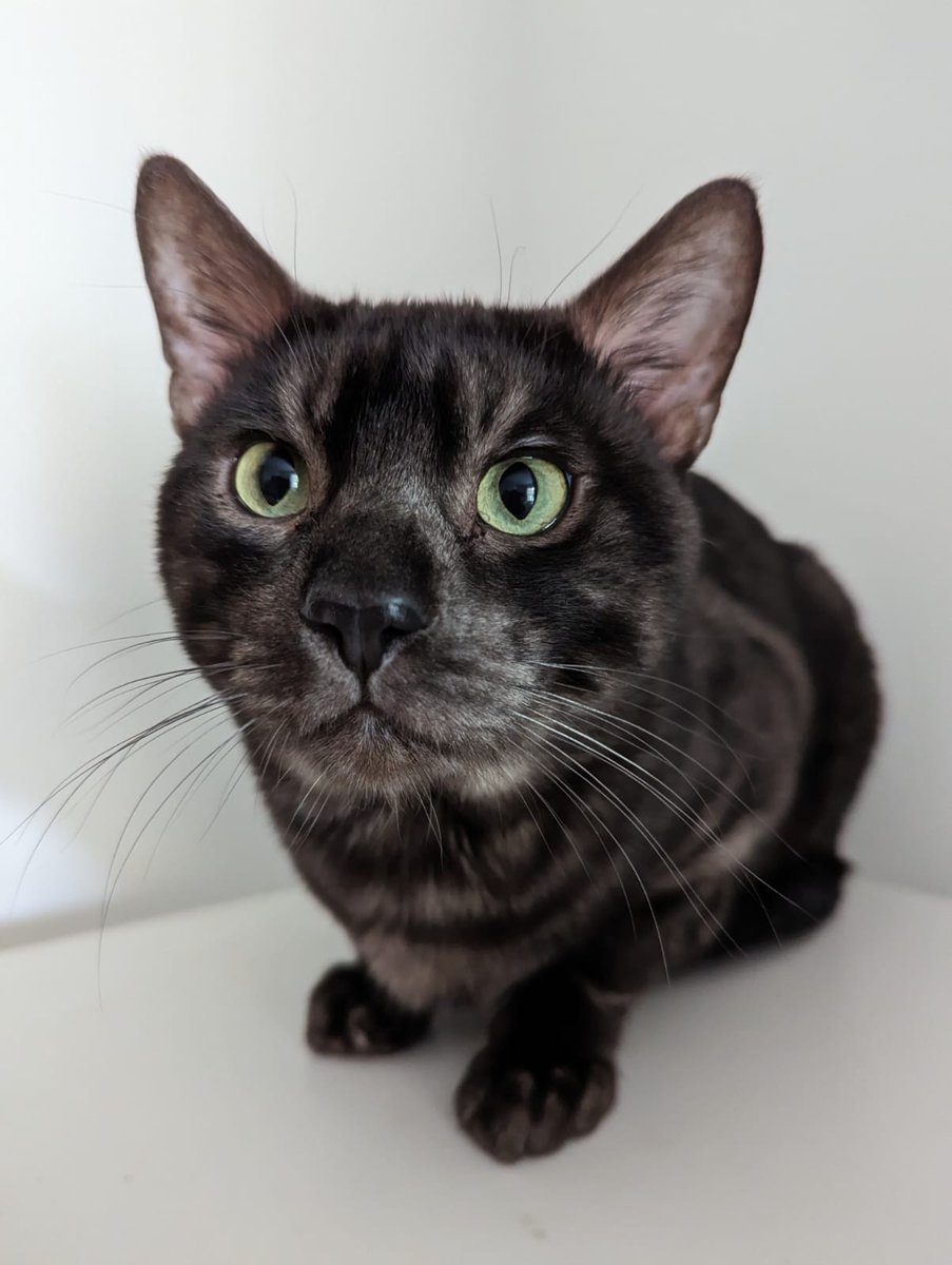 LDNCityKitties's tweet photo. Cash is a gorgeous cat, with the most beautiful colouring - his smoky tabby coat is bright white underneath. 💕 Find out more about him here 📷 https://t.co/X4cHecymrg #catoftheday #rescuecat #fosteringsaveslives #adoptdontshop #catsarefamily https://t.co/5mjFCzk4ik