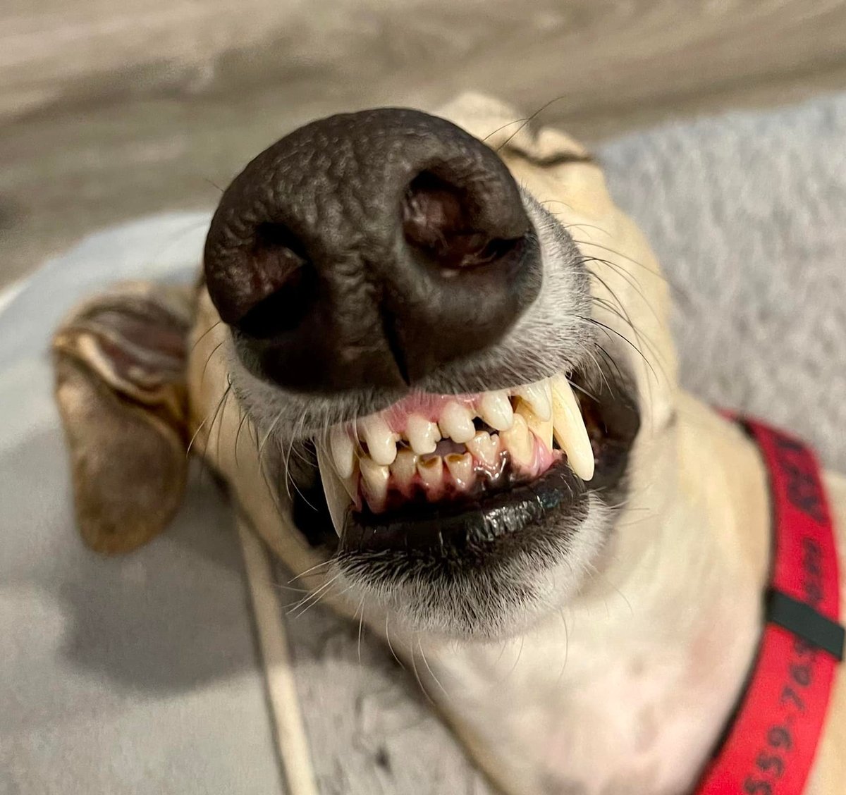 GaltxOrg's tweet photo. 💯 If you see comments on our Facebook page, or elsewhere, suggesting you click on a link to join an Italian Greyhound or some other kind of puppy group, refrain from clicking. These are all scams. Report it and know that we will delete it ASAP. #Greyhounds #FacebookScams https://t.co/OlNofe9izy