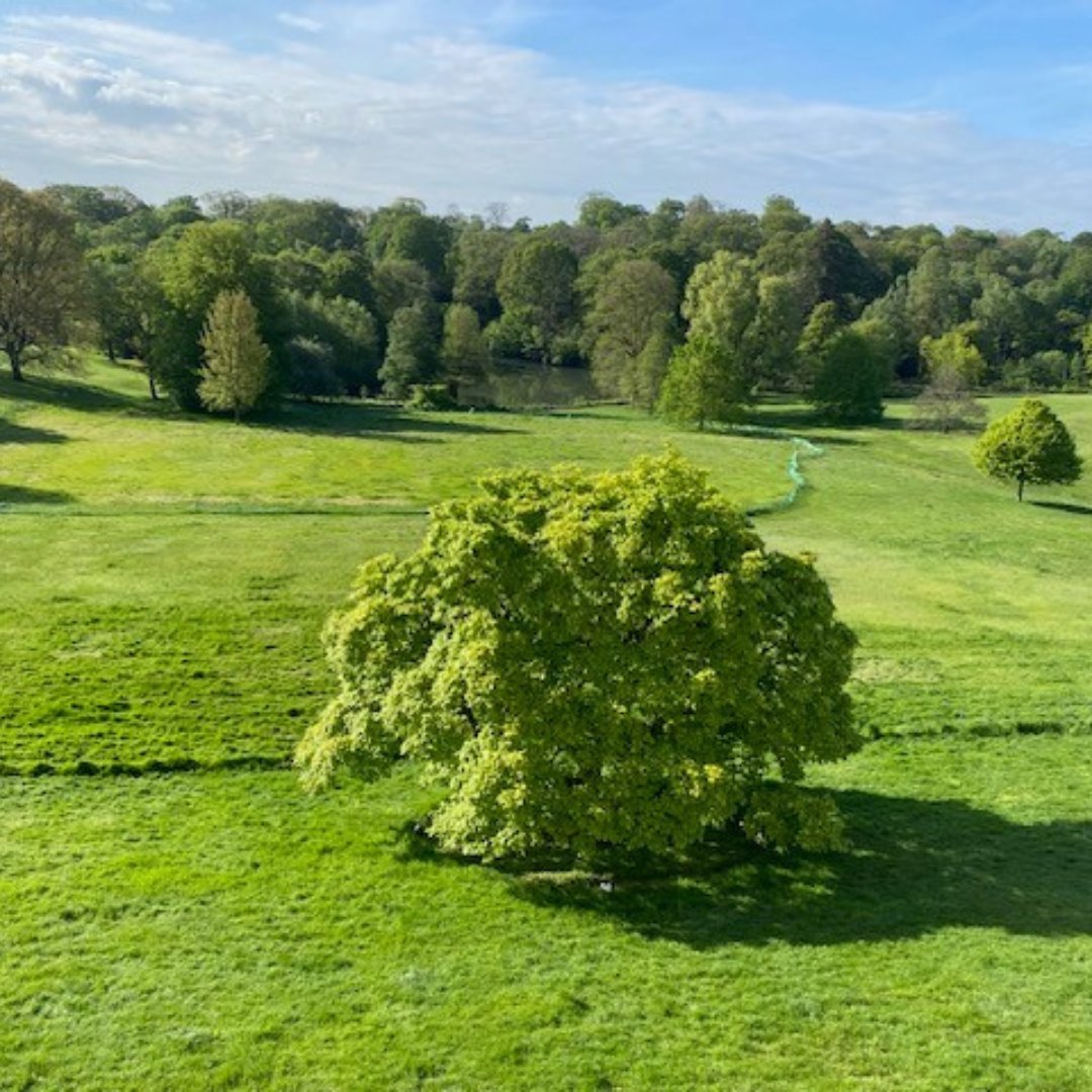 Fun Fact Friday! Ken Wood is a remnant of the Forest of Middlesex along with Highgate Wood and Queen’s Wood which are an ancient woodland that once stretched 20 miles north of the City of London.
