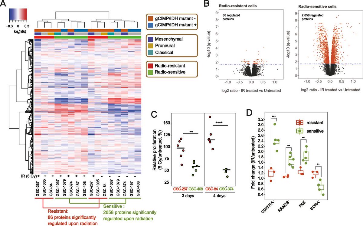 Cornell University Molecular Medicine (@cornellmolmed) on Twitter photo Happy #WorldBrainDay2023 🌎🧠! Here in #MolMed, researchers in the Cerione Lab have show how proteome-level regulation accurately identifies radio-resistant #glioblastoma bit.ly/40U9d0f
<a href="/elepanizza/">Dr. Elena Panizza</a> <a href="/FangyuWang39/">Fangyu Wang</a> <a href="/natevacanti/">Nathaniel Vacanti</a> Happy #WorldBrainDay2023 🌎🧠! Here in #MolMed, researchers in the Cerione Lab have show how proteome-level regulation accurately identifies radio-resistant #glioblastoma bit.ly/40U9d0f
<a href="/elepanizza/">Dr. Elena Panizza</a> <a href="/FangyuWang39/">Fangyu Wang</a> <a href="/natevacanti/">Nathaniel Vacanti</a>