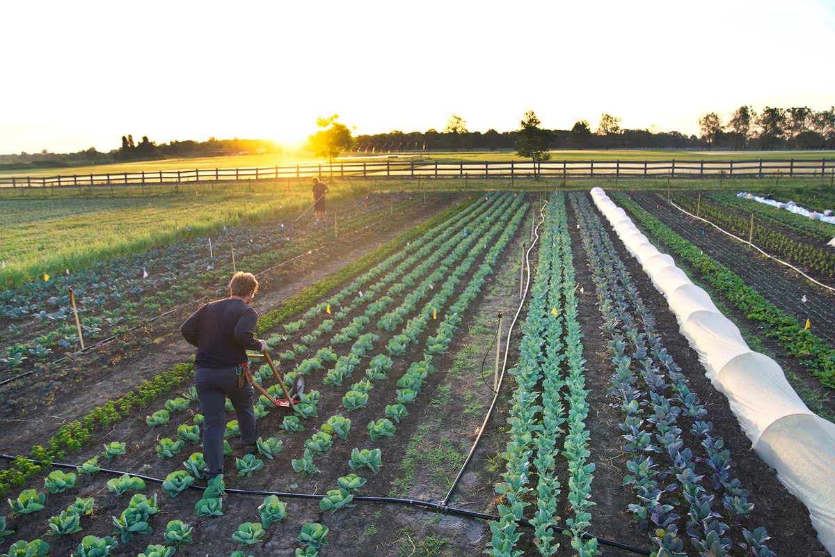 Purdue Agriculture (@purdueag) on Twitter photo Students cultivate a passion for sustainable agriculture and learn the art of farming at the <a href="/PurdueSFarm/">Purdue Student Farm</a>, a vibrant oasis on the edge of #Purdue's campus. Discover <a href="/LifeAtPurdue/">Purdue University</a>'s living classroom. ➡️ 📸 🌱purdueag.exposure.co/purdue-student… Students cultivate a passion for sustainable agriculture and learn the art of farming at the <a href="/PurdueSFarm/">Purdue Student Farm</a>, a vibrant oasis on the edge of #Purdue's campus. Discover <a href="/LifeAtPurdue/">Purdue University</a>'s living classroom. ➡️ 📸 🌱purdueag.exposure.co/purdue-student…