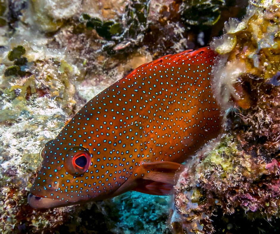 SAFMC's tweet image. Test your fish ID skills this #CitSciFri! If you know this fish, put your answer in the comments below. For ID tips and tricks, check out our shallow water grouper ID guide here! safmc.net/documents/safm…

#FishID #Fisheries #CitizenScience #SAFMCcitsci #SAFMCRelease

A: Coney