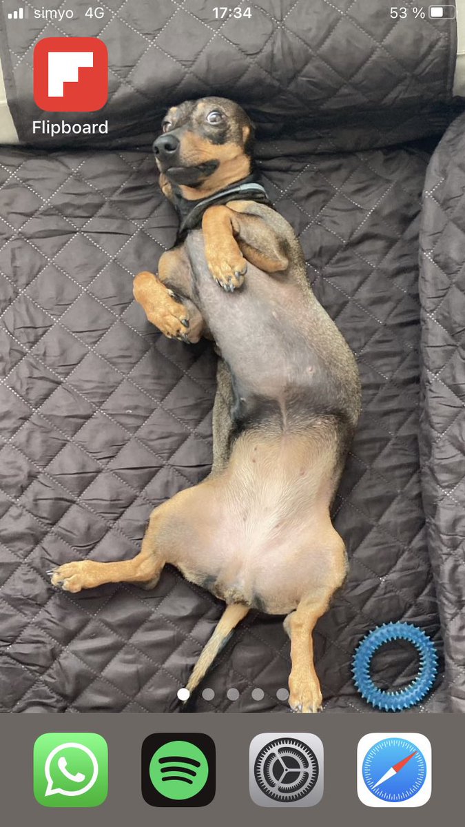 gpernarella's tweet photo. @DiloConPerritos 🥰 https://t.co/YaxBru2jQI