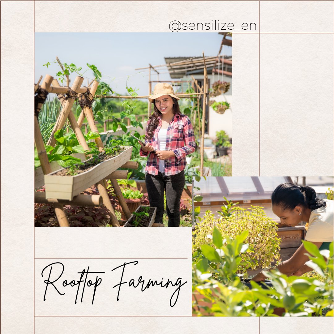sensilize's tweet image. What are your thoughts on rooftop farming? Have you ever considered starting your own rooftop farm?

Visit our LinkedIn page to discuss this post: bit.ly/3Y0H7Q4

#rooftopgarden #rooftopfarming #SustainableAgriculture