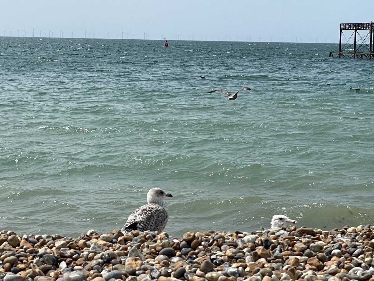 Avui he estat a Brighton, al sud d’Anglaterra. Si us fixeu en l’horitzó (haureu de fer zoom), veureu el parc eòlic offshore Rampion: 116 aerogeradors, 400MW, a 13 km de la costa. I tan malament no haurà anat que ja estan planificant l’ampliació pel 2026. (1/2)