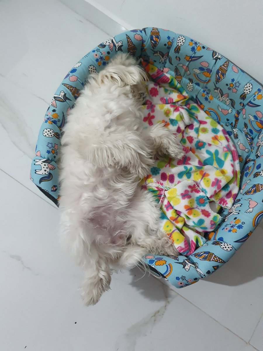 ValeLongo00's tweet photo. @DiloConPerritos Anoche, tan cansada de la caminata que nisiquiera llegó a poner todo el cuerpo en la cucha 🤣 https://t.co/hF2PiFEXf0