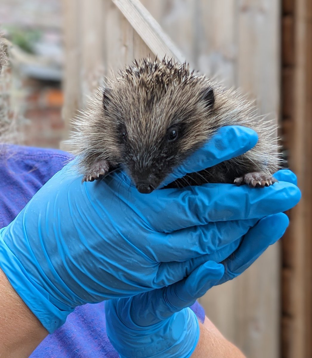 Simon Spark tweet media