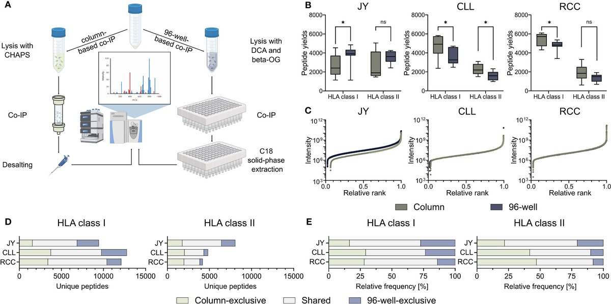 Peptide-based Immunotherapy (@labwalz) on Twitter photo Our new manuscript is now online <a href="/FrontImmunol/">Frontiers - Immunology</a> that shows how different immunoprecipitation methods impact the peptide repertoire of immunopeptidomic analysis and therefore the identification of potential #TumorAssociatedAntigens!
Check it out: frontiersin.org/articles/10.33… Our new manuscript is now online <a href="/FrontImmunol/">Frontiers - Immunology</a> that shows how different immunoprecipitation methods impact the peptide repertoire of immunopeptidomic analysis and therefore the identification of potential #TumorAssociatedAntigens!
Check it out: frontiersin.org/articles/10.33…