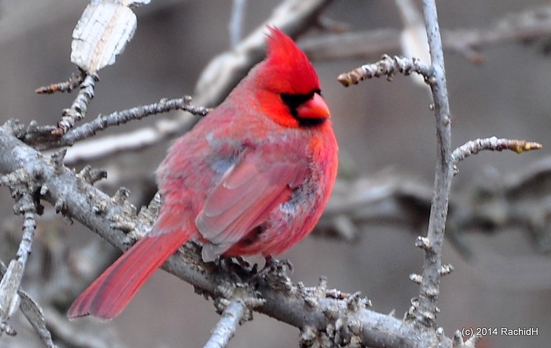 rachidH's tweet photo. #Male #Red #NorthernCardinal #Cardinalis #Ccardinalis #Cardinal #CardinalRouge #LeRougeEtLeNoir #Stendhal #Sparta, #NewJersey #NJ
Rachid H shared a photo with you from the Flickr app! Check it out:
https://t.co/Lglrpx4CzS https://t.co/FXIvkg2K0T