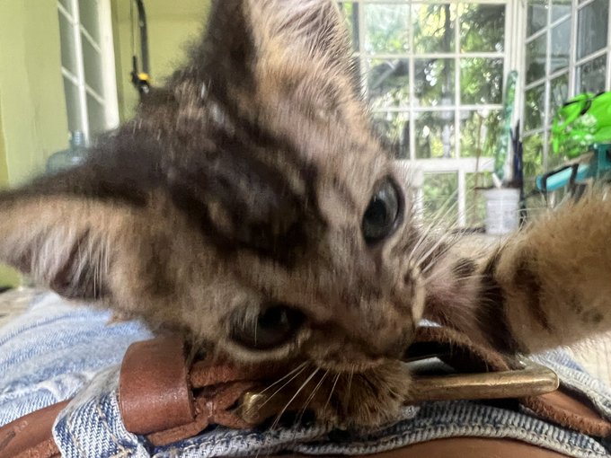 Rat baby https://t.co/NJUKcCjtMD