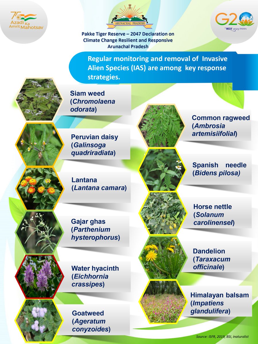 PakkeDec47GoAP's tweet photo. Native biodiversity is basic to resilient ecosystems!  🌿 
Invasive Alien Species endanger our native flora &amp; fauna. Inspired by Pakke Declaration's Strategy #8, Let's act now to control their spread and protect our ecosystems for a  climate-resilient Arunachal Pradesh. https://t.co/fynlG8sFy8