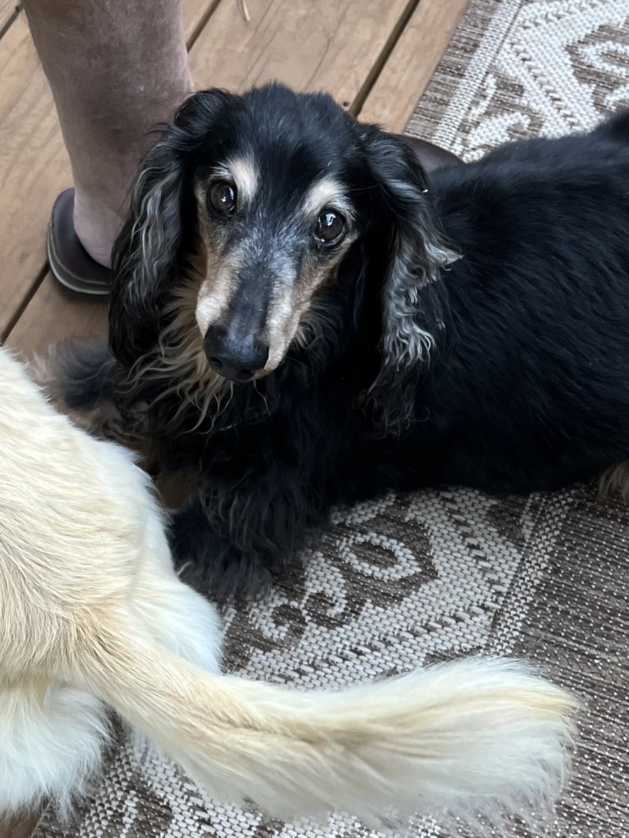 EdgarWiener's tweet photo. @FrecklesXX20 @bellewitch66 @barefootfifer Morning Rocky βοΈ #LoveCoco π https://t.co/PfG1U0JvMZ