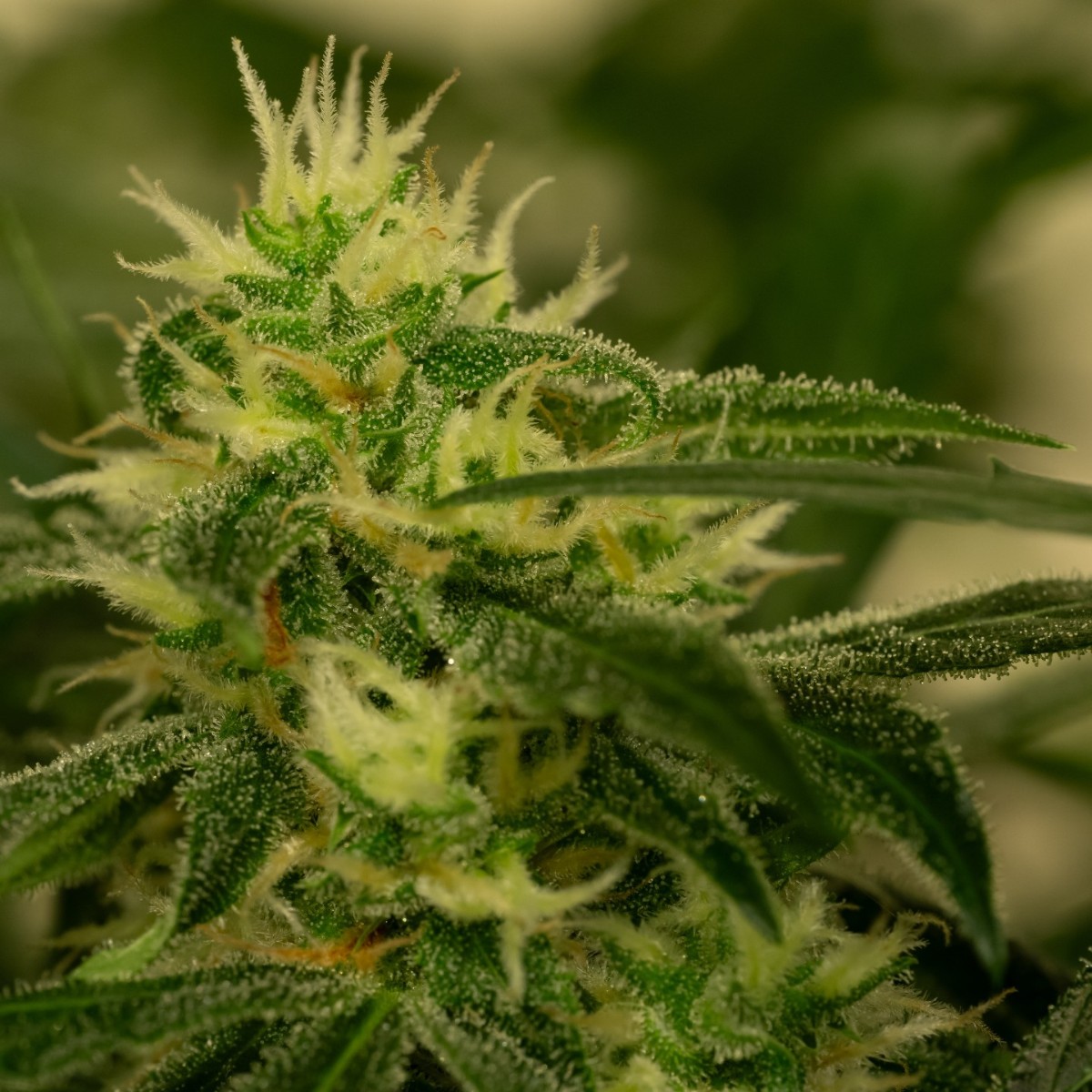 SensiSeeds's tweet photo. Flavour seekers look no further. Zkittlez Automatic is a one-stop train for pure flavour and pleasure.
https://t.co/pFRnmczRBX
||#SensiSeeds #GrowYourOwn #SensiBreedingGrounds #Fatbeans https://t.co/cLYNQZslVY