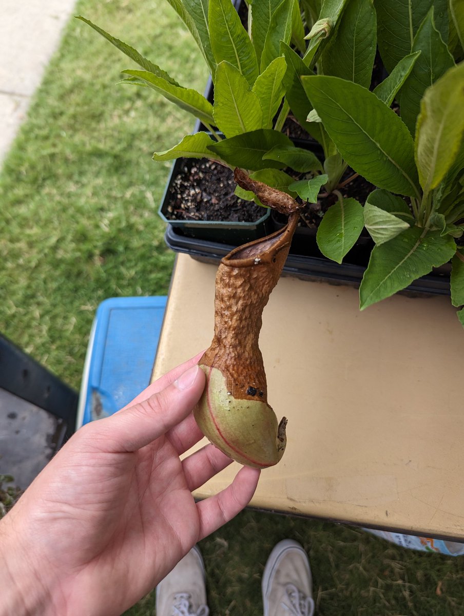 realgedmiller's tweet image. Awoooga!

#namethatplant