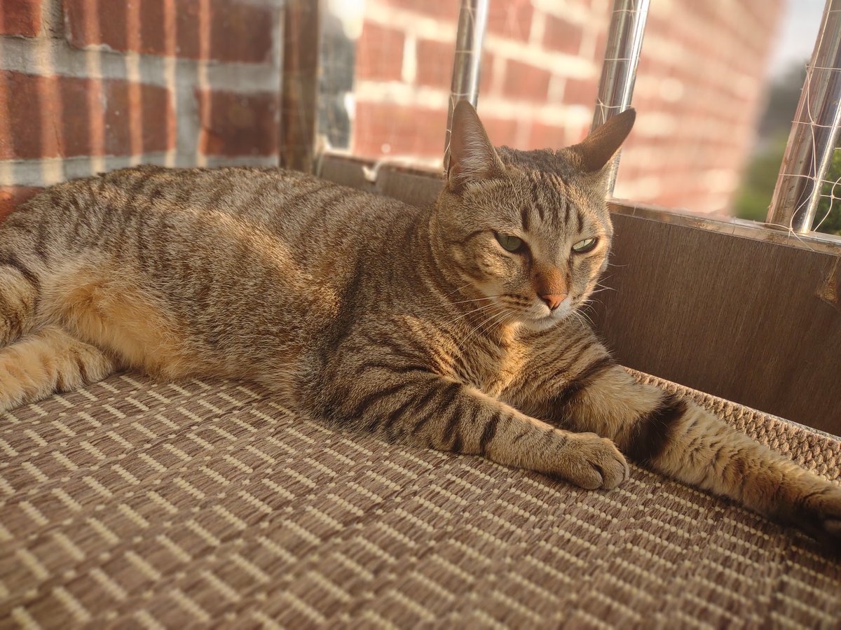 WillhelmLoafCat's tweet photo. Willhelm outside getting some sun  🌞🐱
#CatsofTwittter #fridaymorning https://t.co/jfeJXslbX0