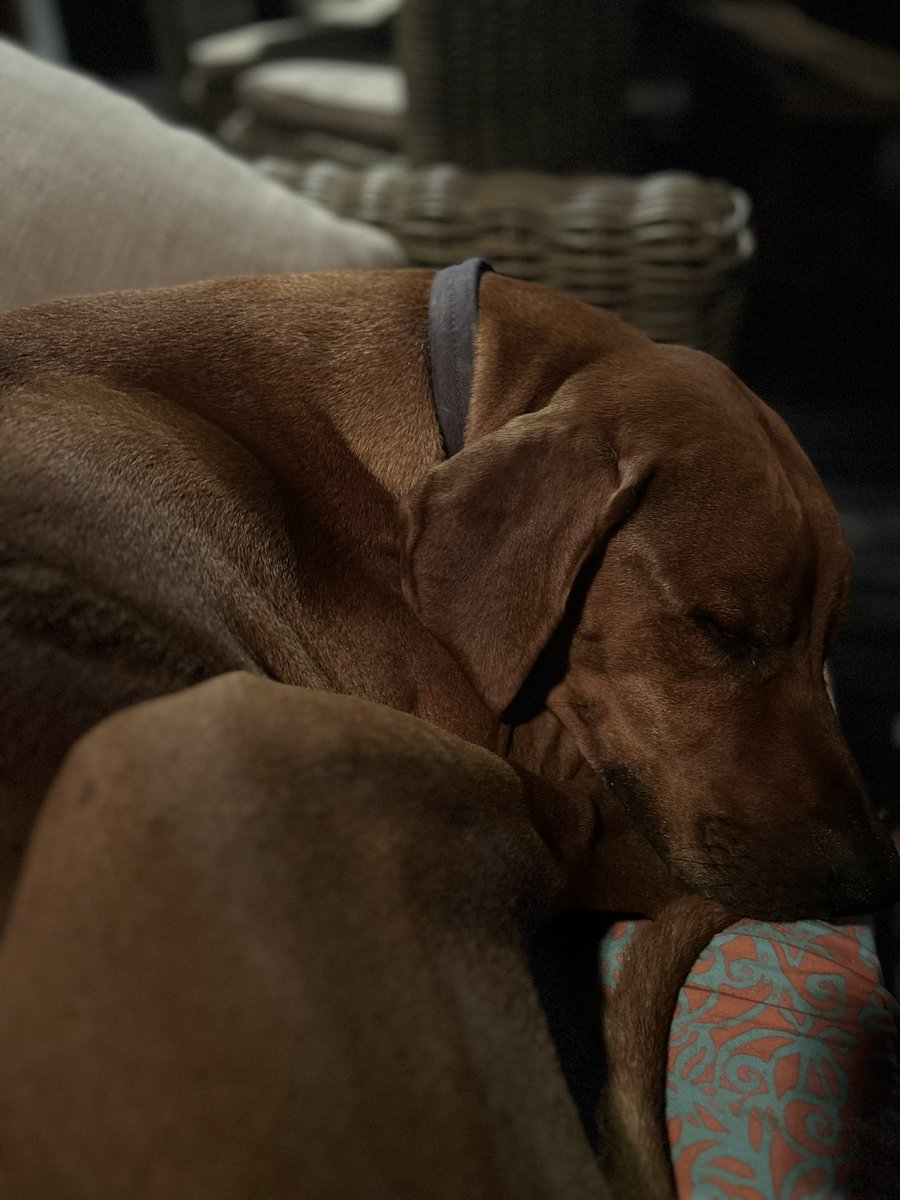 Lo que en definitiva es un perro guapo, leal y lindo! Kai ❤️❤️