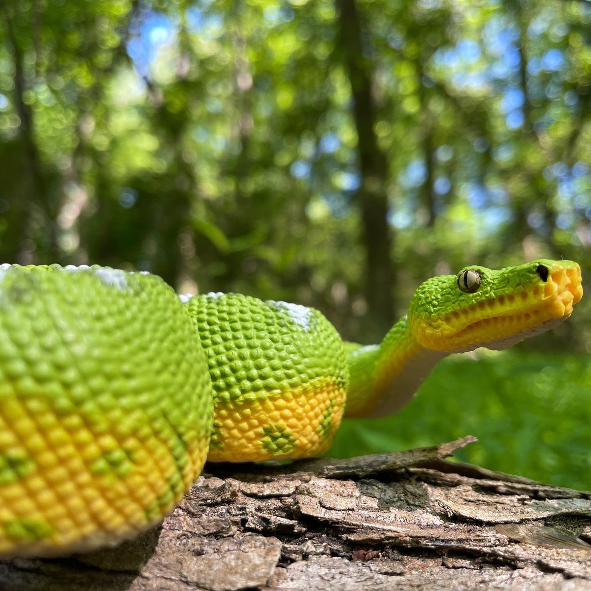 SafariLtd's tweet photo. Introducing our new INCREDIBLE Emerald Tree Boa figure. 
It is part of our Incredible Creatures Collection.

Sign up for in stock alerts on the product page at https://t.co/Ak6apZLZt8

#EmeraldTreeBoa #safariltd  #toysthatteach #newtoyreveals #toyanimals #toycollector https://t.co/gbYGGsMIqN