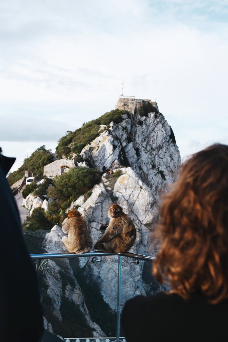 Here, monkeys run the place.

#Gibraltar #streetphotography #urbanphotography #canon #canonphotography #travel