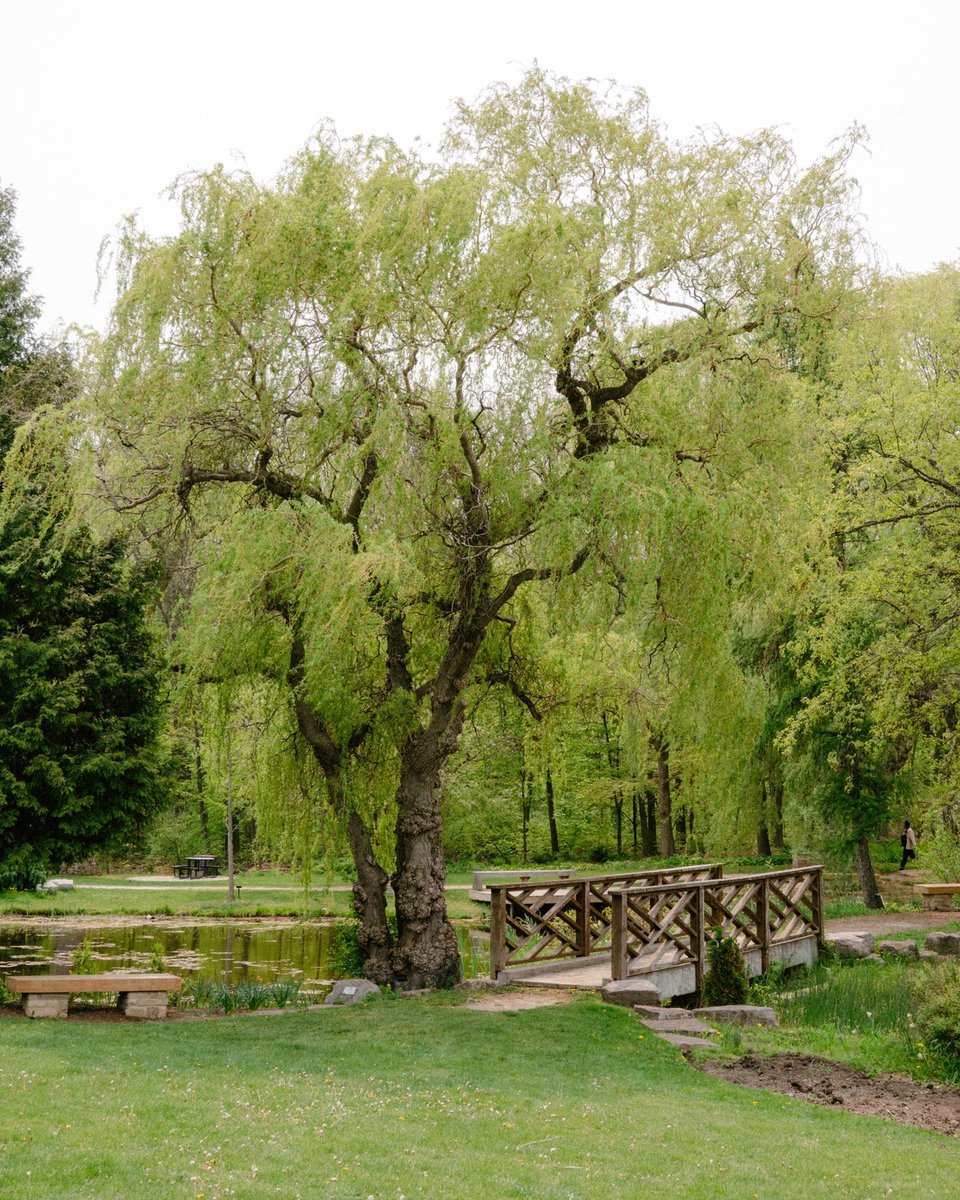 Let's talk a walk through the @HumberArb 🌳 The Humber Arboretum consists of nearly 250 acres of public gardens and natural areas. It's the perfect place to get some fresh air, clear your mind, and get your steps in! #GuelphHumber #UofGH #HumberArb #arboretum
