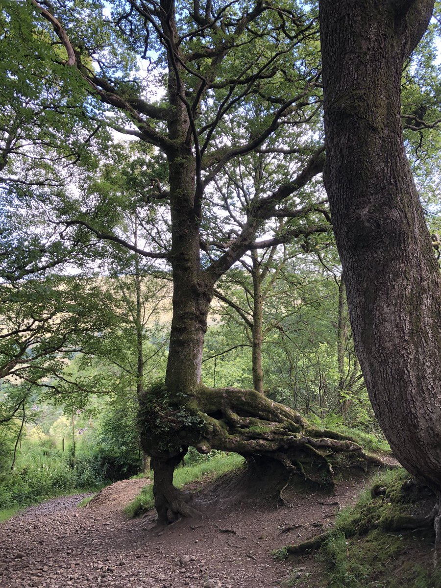 PamMedlock's tweet image. #Dent #wishingtree #Flintergill amazing!