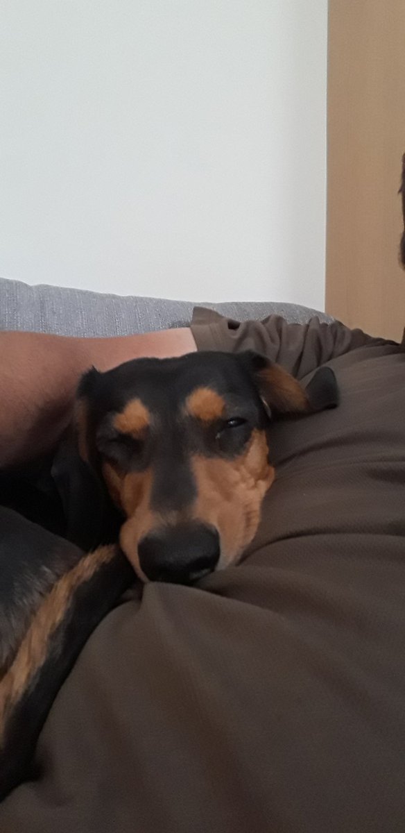 Spending time snoozing on hoodad after he gave me steak for my gotcha day dinner