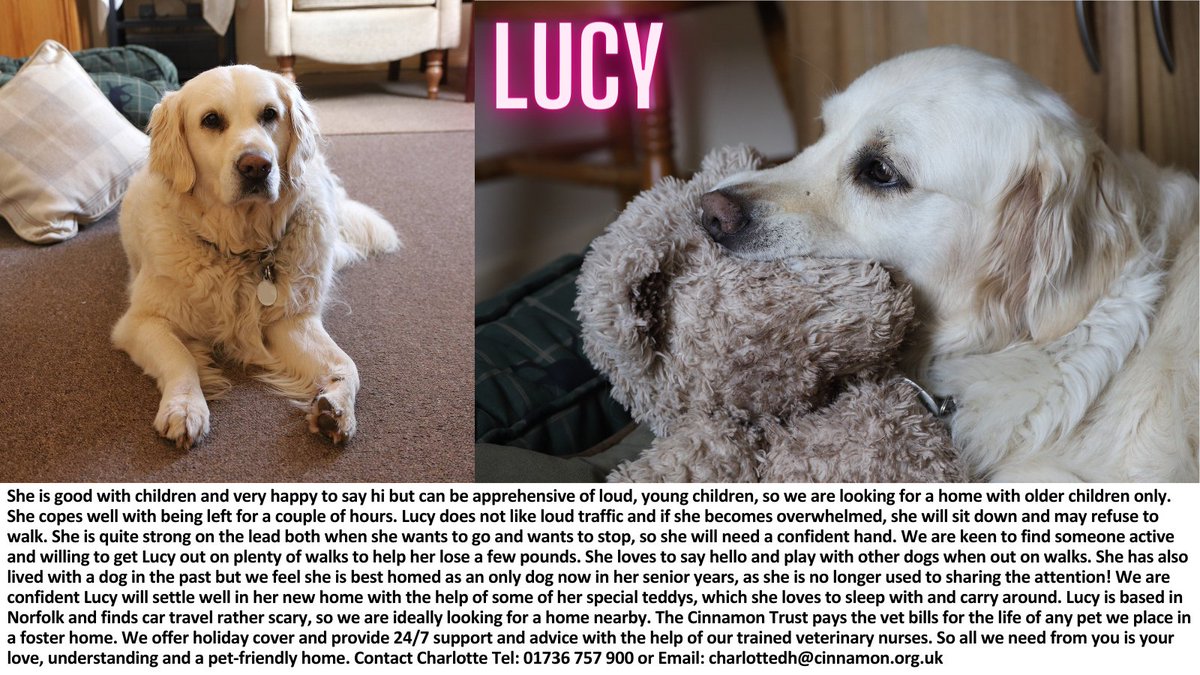 Lovely Lucy is looking for a new home. She is a very friendly 7yo Golden Retriever. Lucy is an sweet girl but can be sensitive to unexpected or loud situations. She would love a peaceful home based in/around Norfolk. Interested? Tel: 01736757900 Email: charlottedh@cinnamon.org.uk